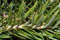 subalpine fir